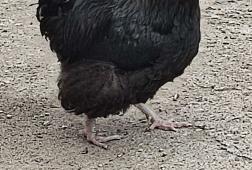 Gaidžiai 